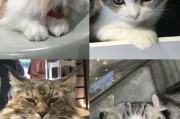 娱乐吃瓜酱猫咖,猫咪与娱乐的完美融合